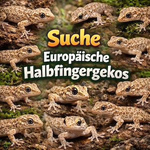 Suche Europäische halbfingergekos 