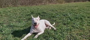 Bullterrier Mix Dame 