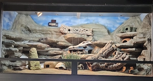 Leopardgecko mit Terrarium wenn gewünscht. Dringend wegen Umzug abzugeben 