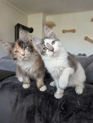 Wunderschönes liebes reinrassiges Maine Coon Mädchen Katze Kitten mit Stammbaum top sozialisiert 
