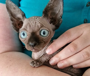 Sphynx Weiblich 