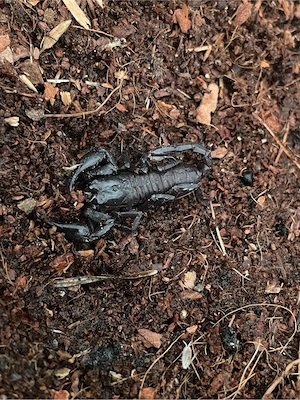 Skorpion zu verkaufen