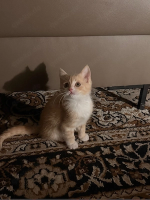 Babykatze Shiraz   BKH Kitten 