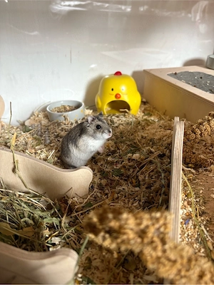 Zwerghamster-Dame inkl. großem Bucatstate-Gehege & Zubehör abzugeben