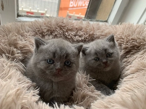 BKH Kitten in seltenem Grau  "Blau " zu reservieren! ?