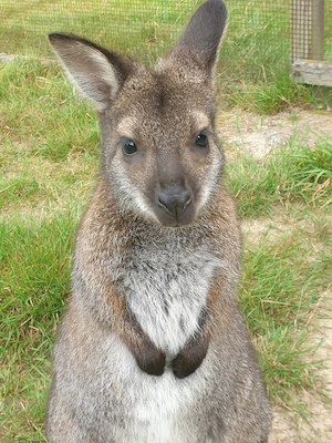 Wallaby Känguru weibl., 1 J.