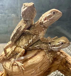 Zwergbartagamen (Pogona henrylawsoni)
