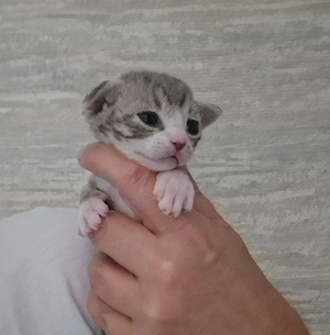 Devon Rex Kitten können mit 12 Wochen umziehen zu Ende Juni  