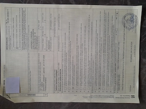 Griechische Landschildkröten NZ25 