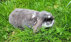 verschiedene Kaninchen Damen suchen dich :)