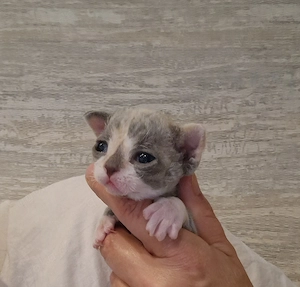 Hübsche Devon Rex Kitten mit Stammbaum suchen zu Ende Juni ihre Familie 