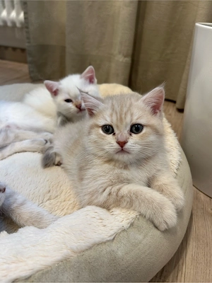 Reinrassige BKH Kitten mit Stammbaum