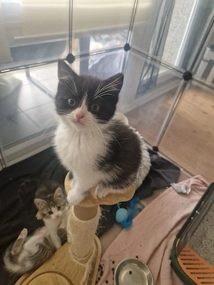 Perser BKH Kitten  Bild 4