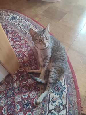 Dringend Katze Weibchen 5 Jahre  Bild 2