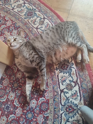 Katze Weibchen 5 Jahre 