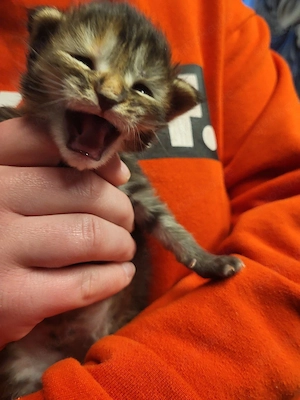 Xxl  Coonikitten mit Champions in der Abstammung  Bild 2