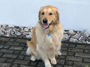 Golden Retriver Welpe Hündin gesucht