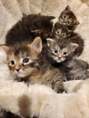 Xxl  Coonikitten mit Champions in der Abstammung  Bild 3