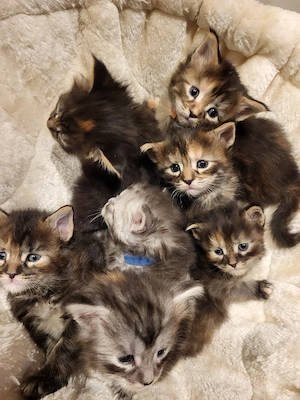 Xxl  Coonikitten mit Champions in der Abstammung 