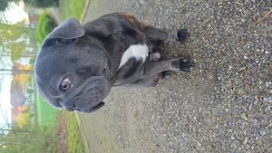 Französische Bulldogge wegen Allergie abzugeben 