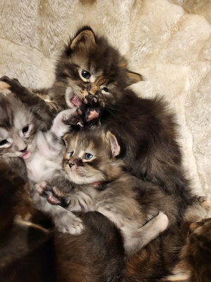 Xxl  Coonikitten mit Champions in der Abstammung  Bild 4