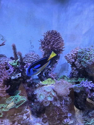 Palettendoktor zu verschenken, Meerwasser, Aquarium 