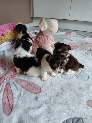 Biro yorkshire terrier mädchen 