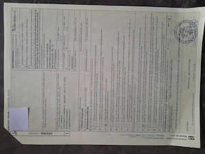 Breitrandschildkröten ein- und zweijährige Tiere. 