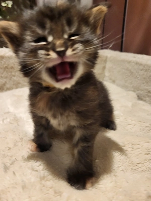 Xxl  Coonikitten mit Champions in der Abstammung  Bild 8