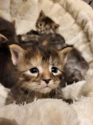 Xxl  Coonikitten mit Champions in der Abstammung  Bild 5