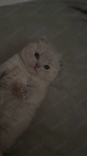 Süße BKH Katze und süßer BKH Kater