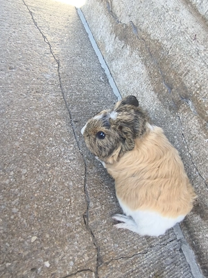 Kaninchen und Meerschweinchen  Bild 3