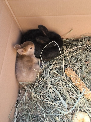Kaninchen und Meerschweinchen  Bild 2