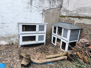 Kaninchen und Meerschweinchen 