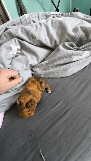 Kaninchen und Meerschweinchen  Bild 4