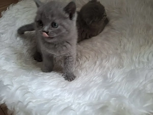 Bkh kitten ein Traum