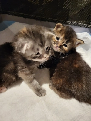 Xxl  Coonikitten mit Champions in der Abstammung  Bild 6