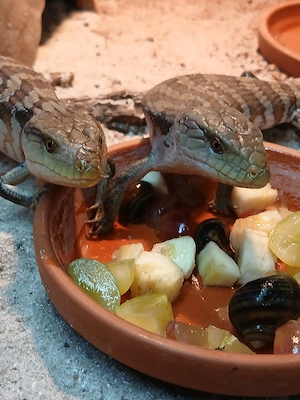 Tiliqua scincoides irianjaya 0.0.2