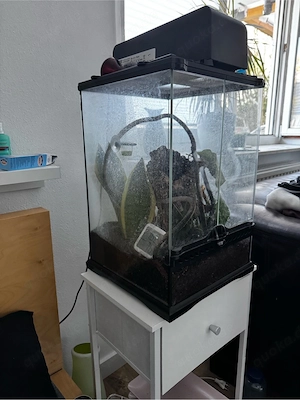 Kronengecko+Terrarium