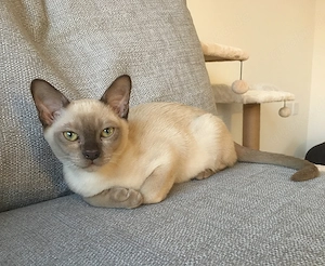 Männliches Burma-Kätzchen.