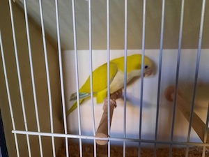 Mönchssittich Bild 2