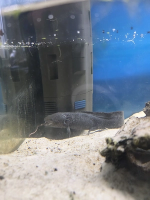 Axolotl mit Zubehör 