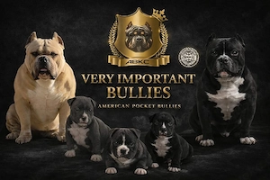 American  pocket Bully