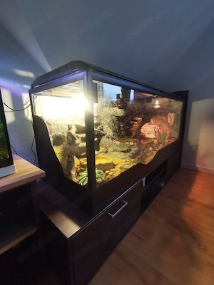 leopardgekos +Terrarium 