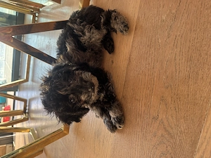 Mini Toy Pudel - Farbe Merle 