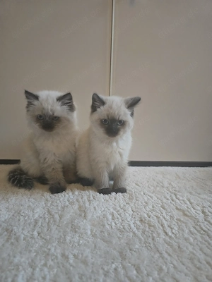 Kätzchen sucht liebevolles Zuhause