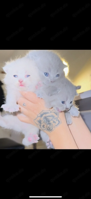 Britisch Kurzhaar Katzenbabys