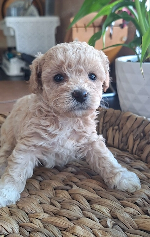Maltipoo Welpen Stammbaum Mama und Papa