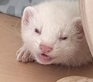 Albino Frettchen Fähe kastriert