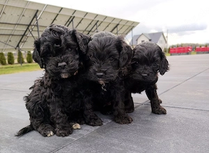Teacup letzter !!!! Schwarze Toy Pudel Welpe 